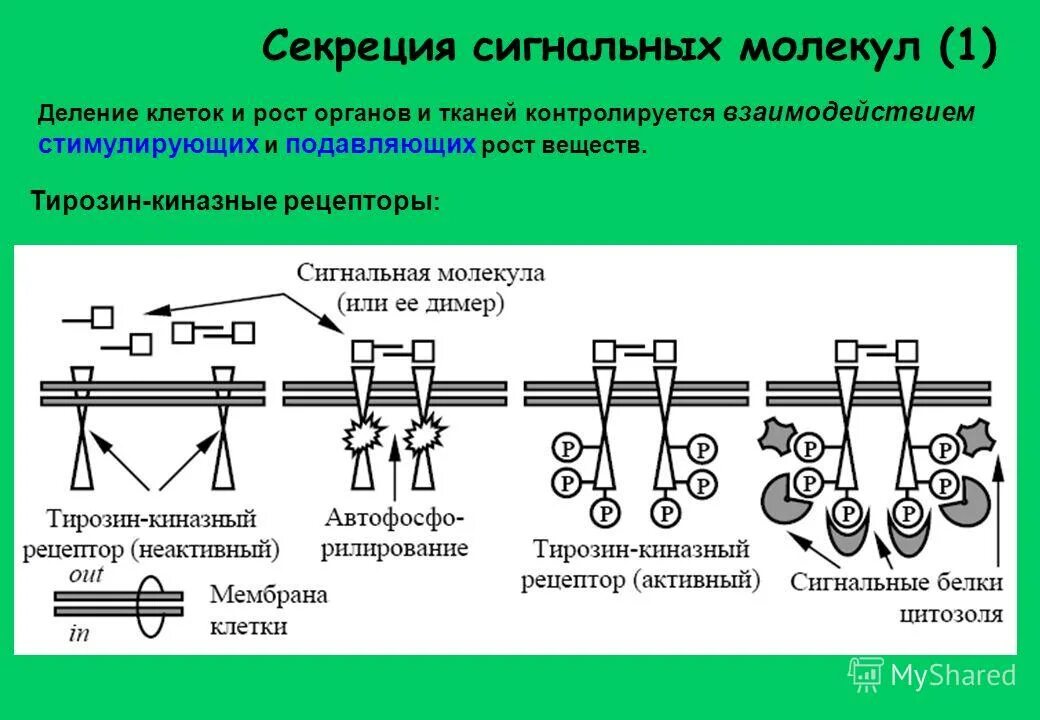 рецептор сигнальных молекул. рецептор сигнальных молекул. рецептор сигнальных молекул. фосфолипаза с. активация фосфолипазы c.
