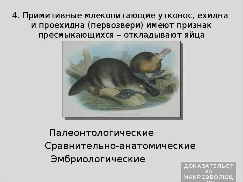 Примитивные млекопитающие. Образ жизни яйцекладущих. Примитивные млекопитающие. Подкласс первозвери отряд однопроходные. Насекомоядные предки приматов.