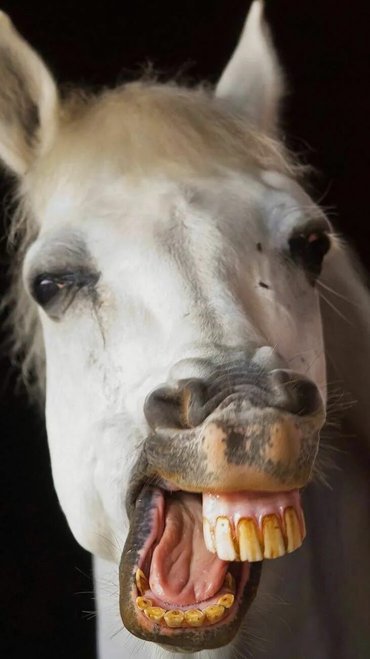 Конь без зубов. Лошадь с зубами