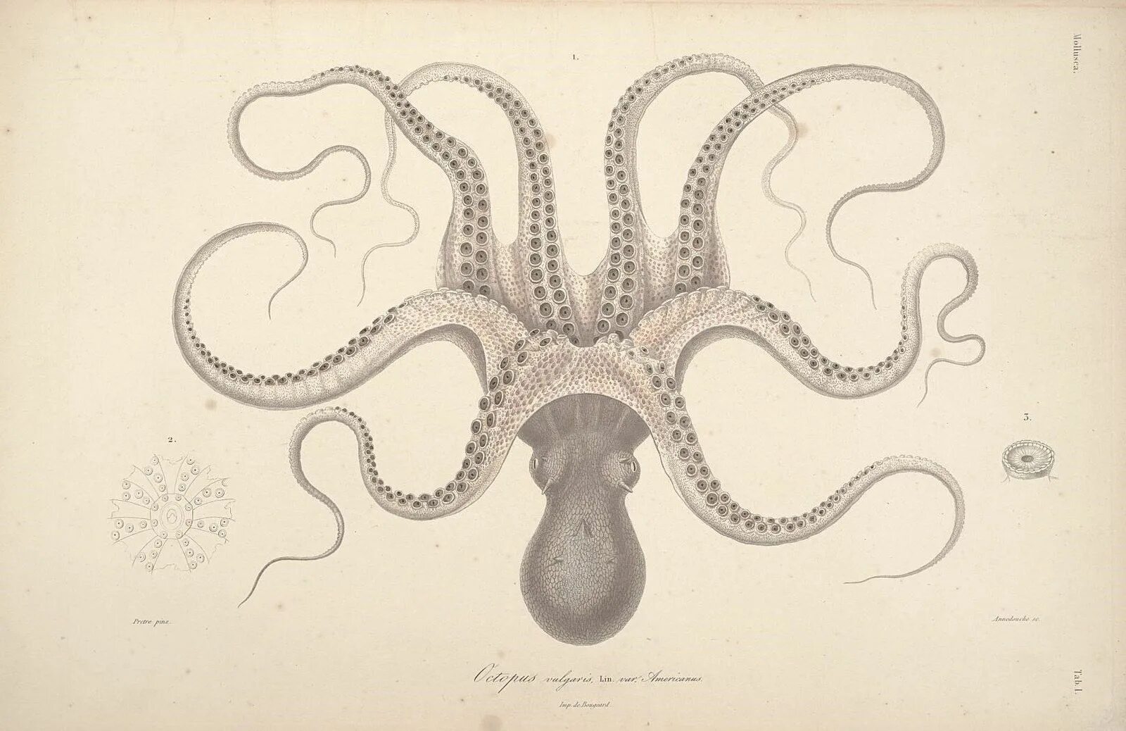 Осьминог Octopus vulgaris. Осьминог арт. Осьминоги арты. Осьминог симметричный.