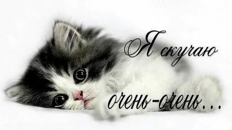 Песня котенок мой я по тебе скучаю