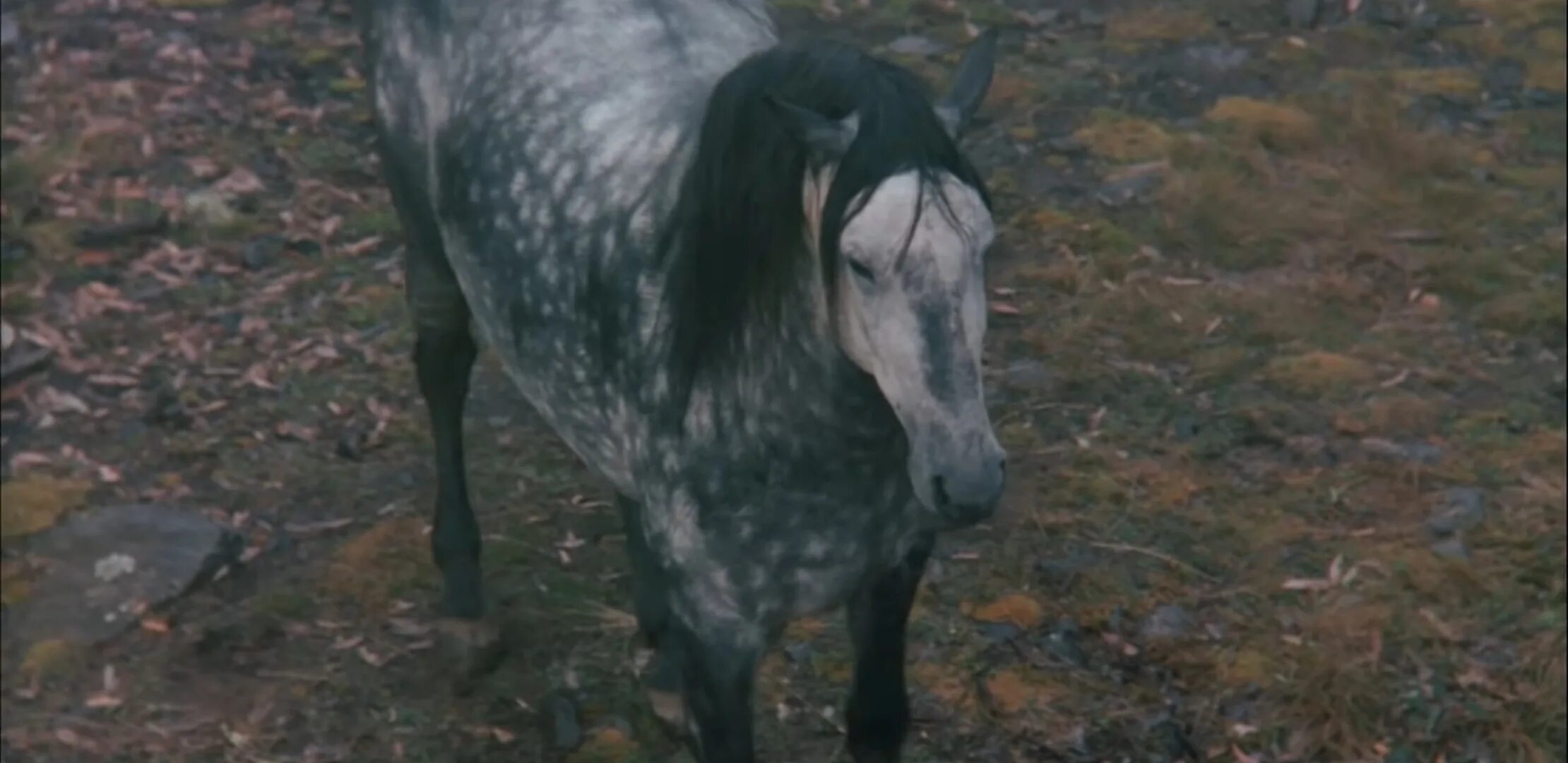 Серебряный ветер (1993). The Silver Brumby.