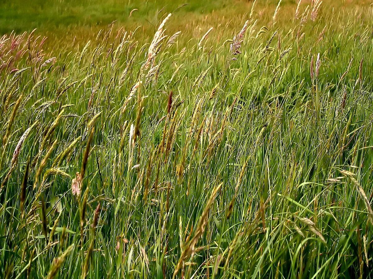 шалфей лекарственный. мятлик дубравный. черника длиннолистная. иссоп. растение мятлик луговой.