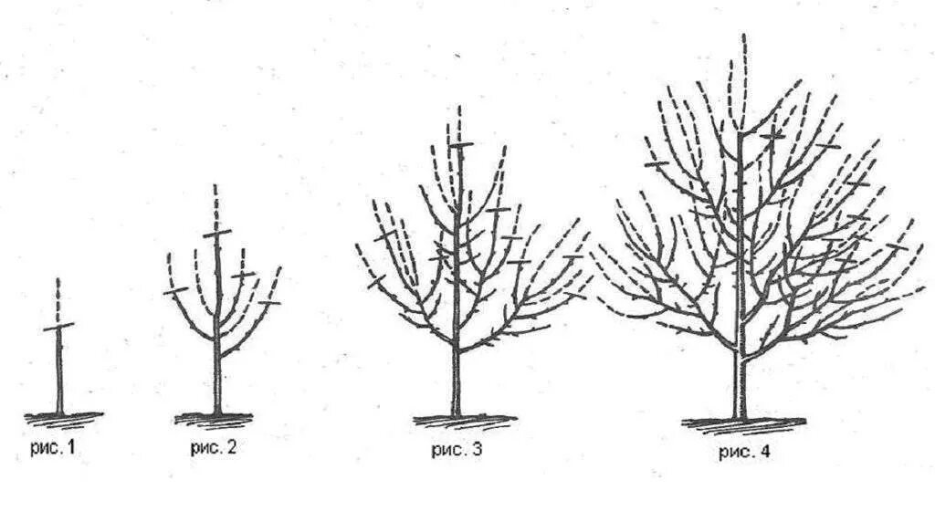 Как обрезать молодую яблоню весной для начинающих. Схема обрезки колоновидного абрикоса. Обрезка яблонь груш весной схема. Схема обрезки колоновидной черешни. Обрезка колоновидной груши весной.