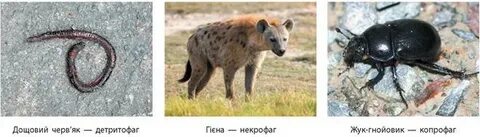 Редуцент 2 детритофаг 3 фитофаг