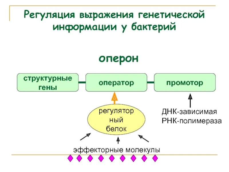 ДНК зависимая. Оператор промотор структурные гены. Позитивная регуляция бактериальных оперонов. Генное выражение. Наследственная информация у бактерий