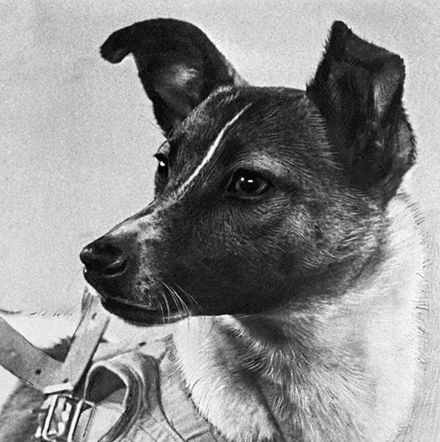 Какие собаки были в космосе первыми. Собака лайка 1957. Первая собака космонавт лайка. Лайка (собака-космонавт) 1957 г.. 1957 Лайка в космосе.