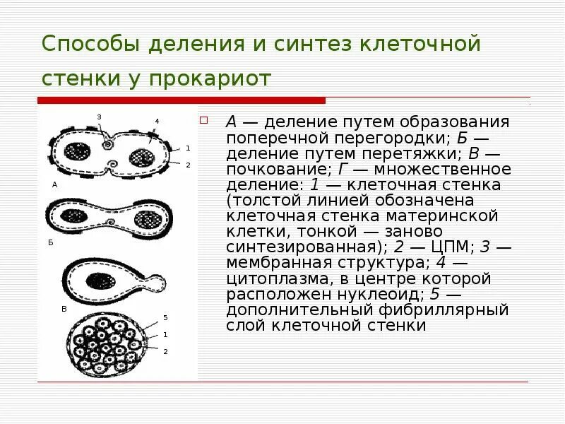 1 способы деления клеток. Способы деления клетки. Множественное деление клетки. Множественное деление бактерий. Микроскопические грибы прокариоты.