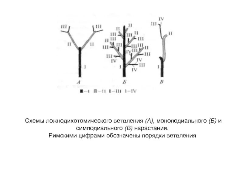 Порядок нарастания. Моноподиальное и симподиальное ветвление. Ветвление побегов моноподиальное симподиальное дихотомическое. Дихотомическое ветвление побега. Типы ветвления побегов дихотомическое.