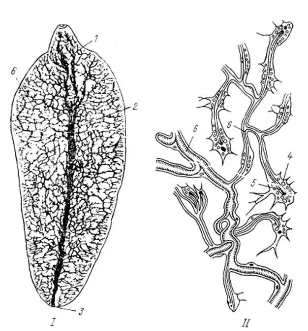 Выделительная система печеночного сосальщика. Выделительная система печеночного сосальщика рисунок. Печеночеый сосальщик выделительная системы. Выделительначсистема печеночного сосальщика. Звездчатые клетки черви