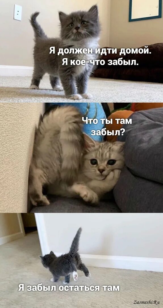 Пошли домой прищепочка кот. Мемы с котами домой. Кот с прищепкой. Пошли домой