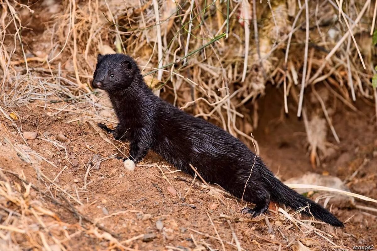 Европейская норка (Mustela lutreola). Европейская норка Куньи. Американская норка Neovison Vison. Норка европейская черная.