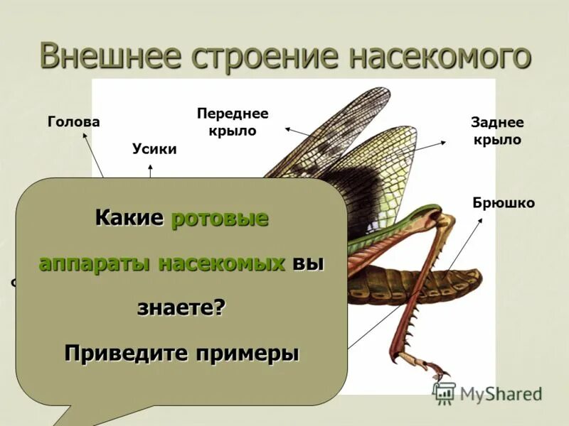Составьте таблицу особенности внешнего строения насекомого У насекомых какая кровеносная система