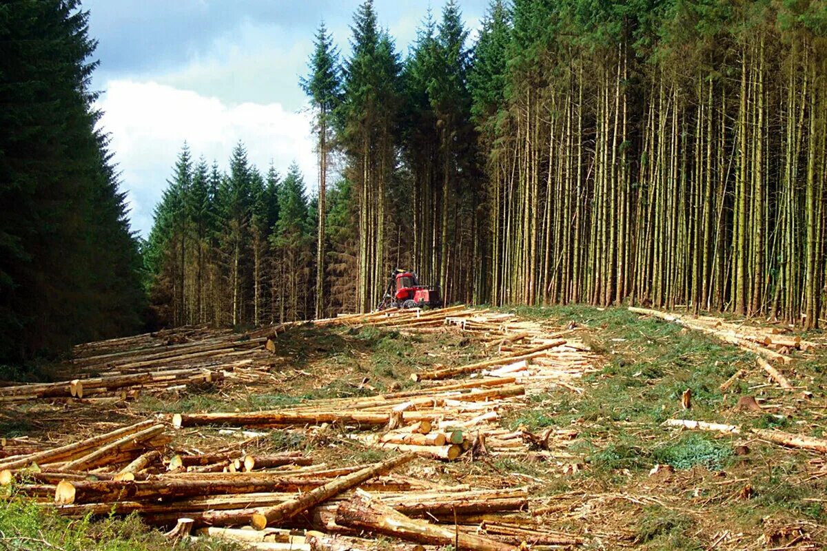 леснаяпромывшленность. лесная промышленность восточной сибири. лесная промышленность на алтае. муезерский леспромхоз. форвардер john deere.