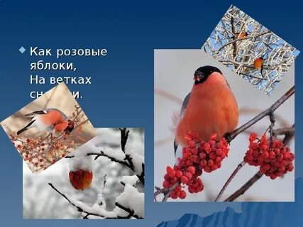 Как розовые яблоки на ветках снегири стихотворение