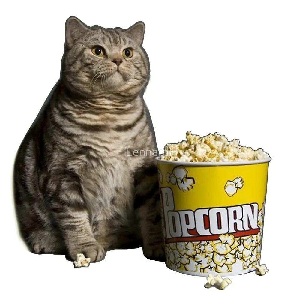 Кот ест попкорн. Кот есть попкорн. Кот есть попкорн. Упячка кот попкорн. Кот жрет попкорн.