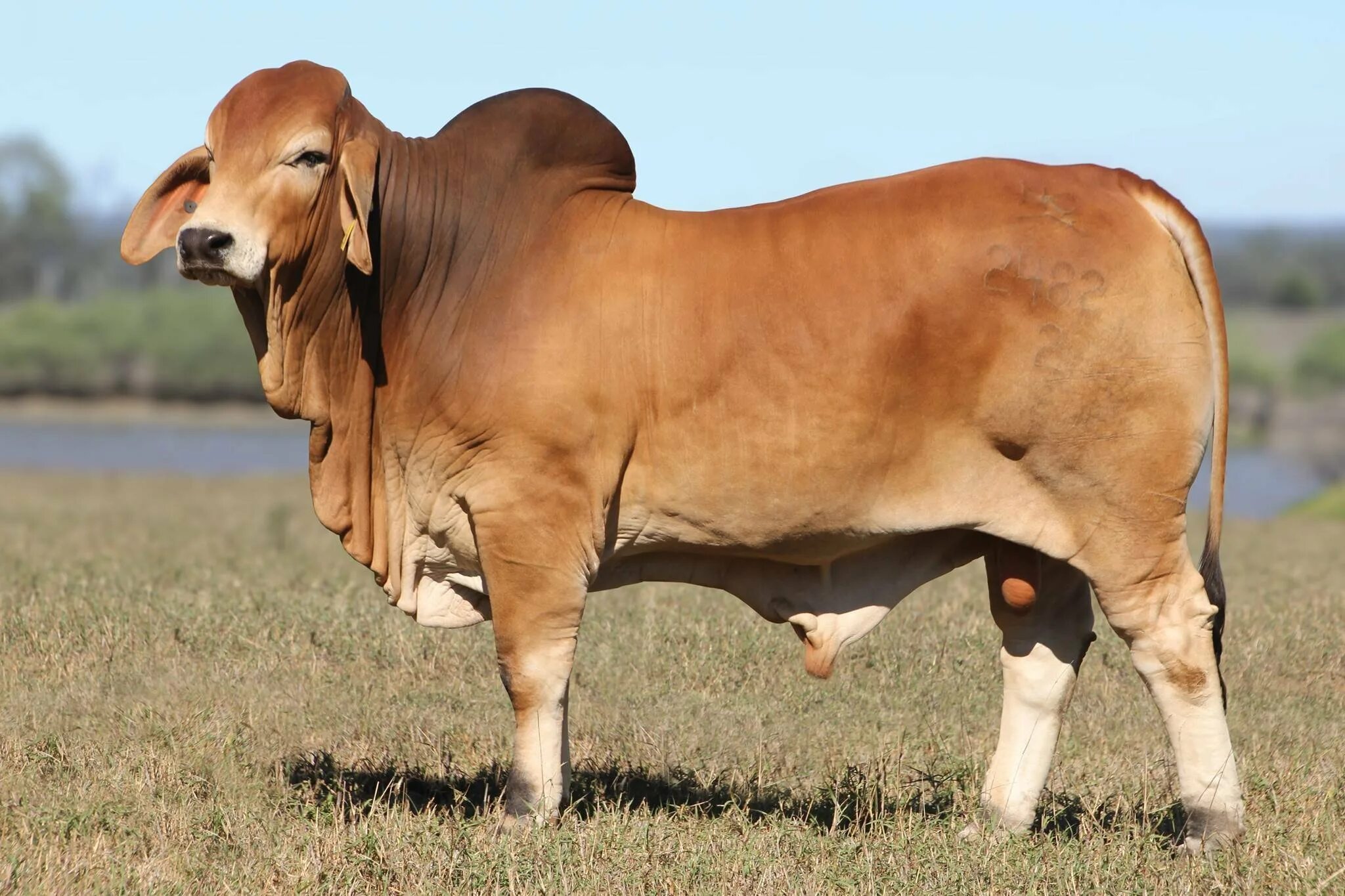 Порода крс браман. Лимузинская порода. Порода коров скрещенные. Зуброн гибрид. Порода коров скрещенные.