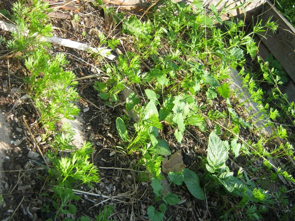 Сорняк похожий на морковь. Сорняк дикая морковь. Дикая белая морковь. Сорняк как морковка. Трава похожая на морковку.