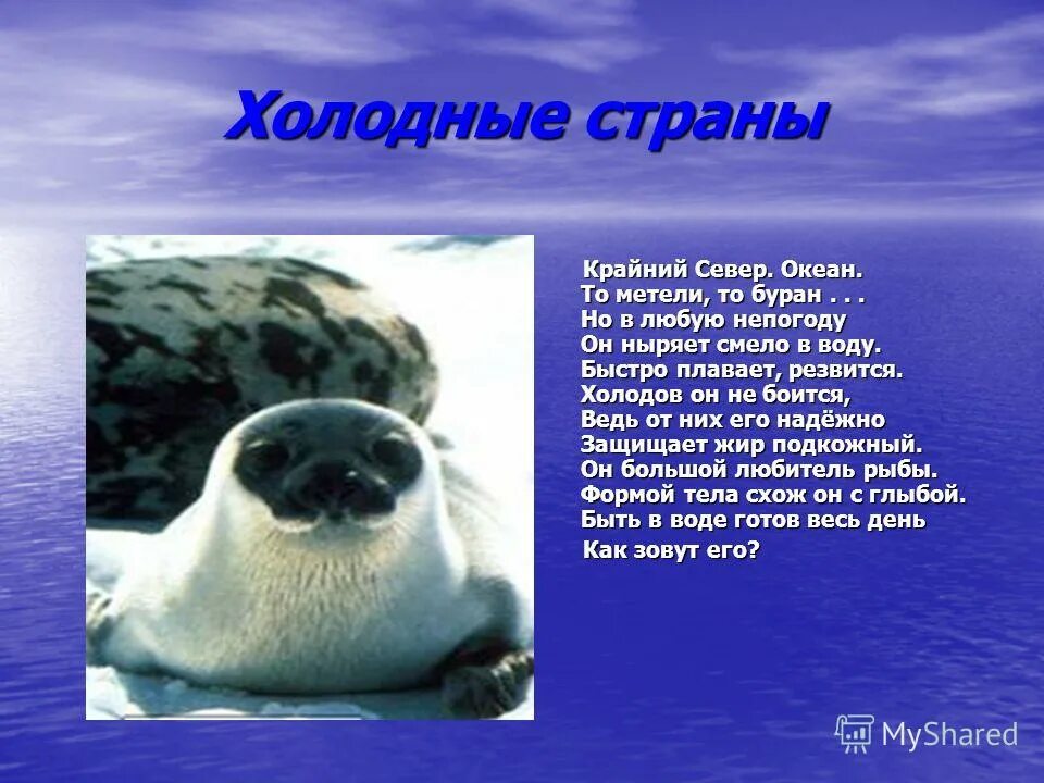 Мир холодных районов 1 класс. Мир холодных районов 1 класс. Интересные факты о белом медведе. Мир холодных районов 1 класс. Рассказ о белом медведе.