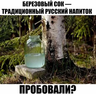 Можно ли при беременности пить березовый сок