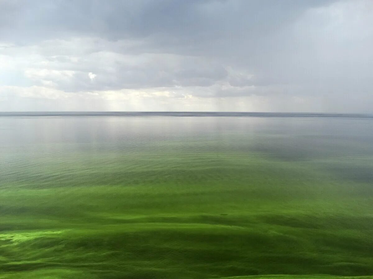 Зеленая буда. Зеленое море. Цветение воды мирового океана. Зелёное море название. Цветение воды.