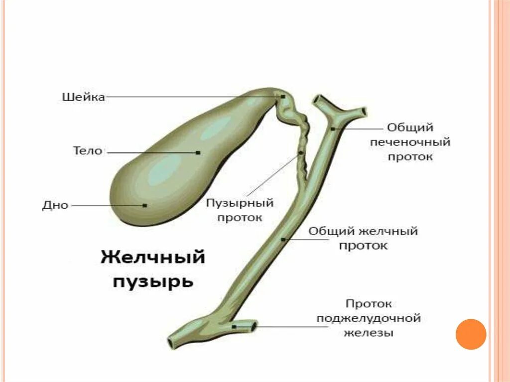 Желчный пузырь и протоки строение. Общий печеночный желчный проток. Желчный пузырь общий желчный проток. Общий печеночный проток анатомия. Развитие желчного пузыря