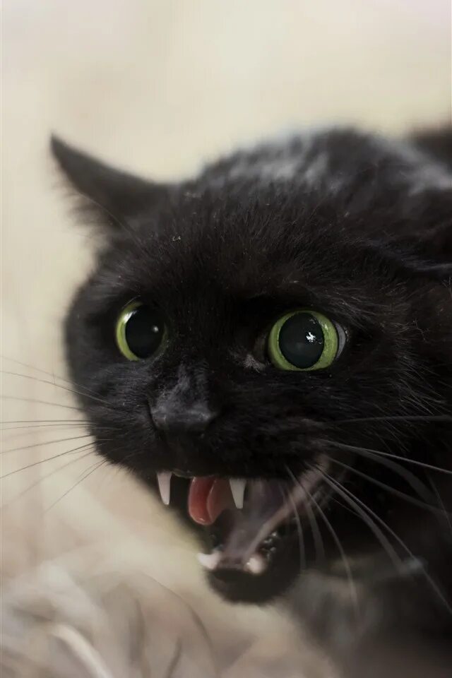 С вострыми и злыми глазками. Злая кошка. Черная кошка с зелеными глазами. Чёрный котёнок с зелёными глазами. Чёрный кот.