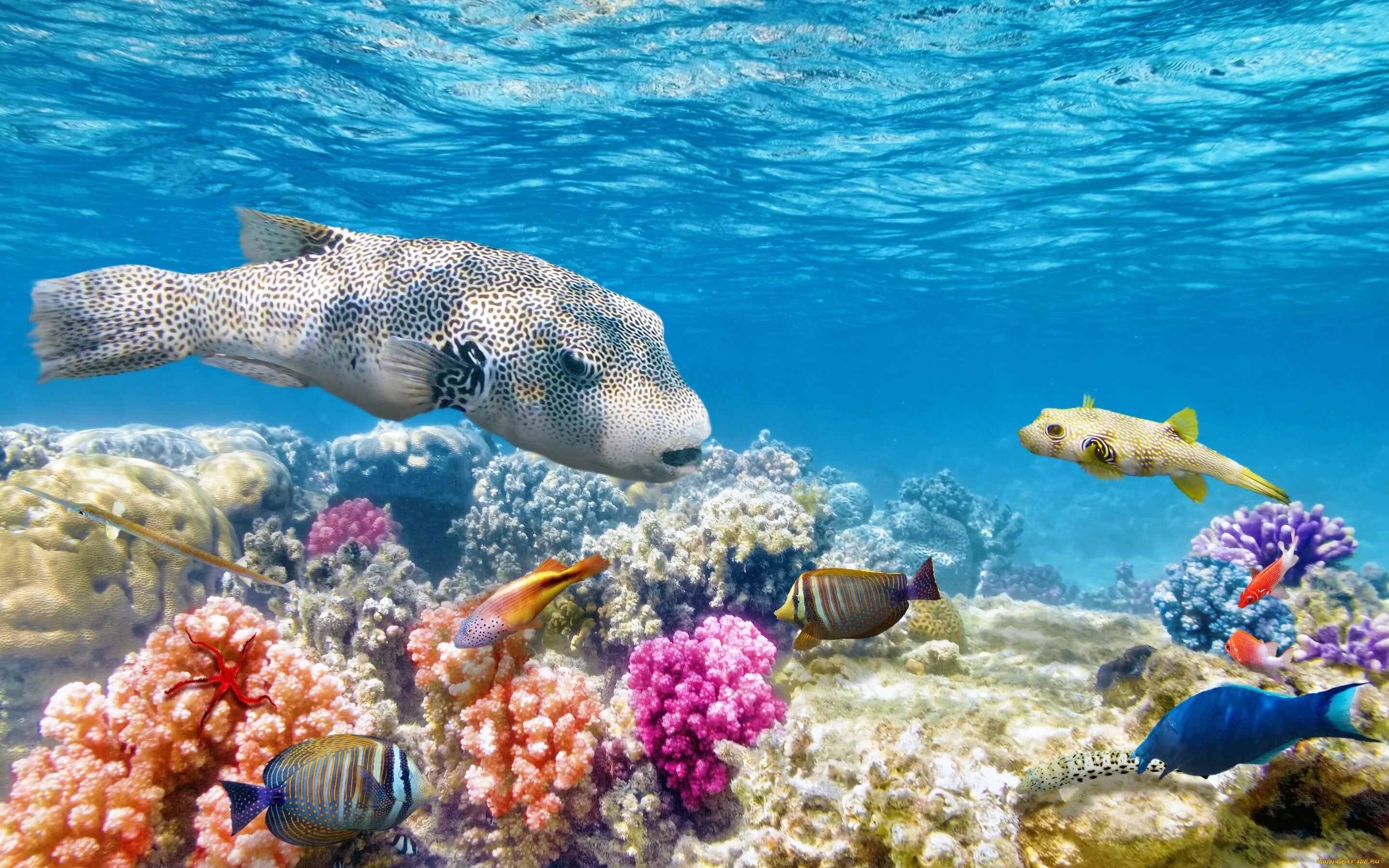 Море фауна. Морская фауна. морское дно фото высокого разрешения. мир рыб. рыбы критского моря.