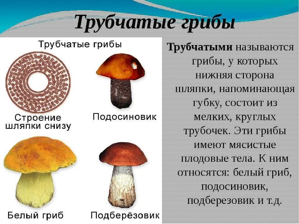 Какие грибы относятся к группе пластинчатых съедобные. Шляпочные грибы трубчатые и пластинчатые. Трубчатые грибы съедобные и несъедобные. Шляпочные пластинчатые грибы несъедобные. Грибы пластинчатые и трубчатые съедобные.