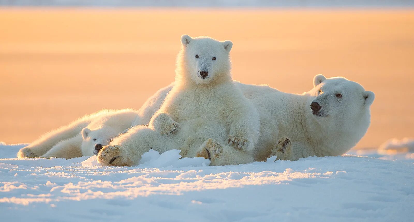 Ice animals. Полярные медведи остров Врангеля. Белые медведи остров Врангеля Арктика Арктика. Белый медведь Северный полюс. Северный Ледовитый океан белый медведь.