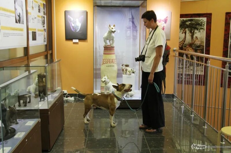 Где в москве можно с собаками. Малая Калужская 12 музей собаки. Московский музей собаки. Музей собак в Санкт-Петербурге.