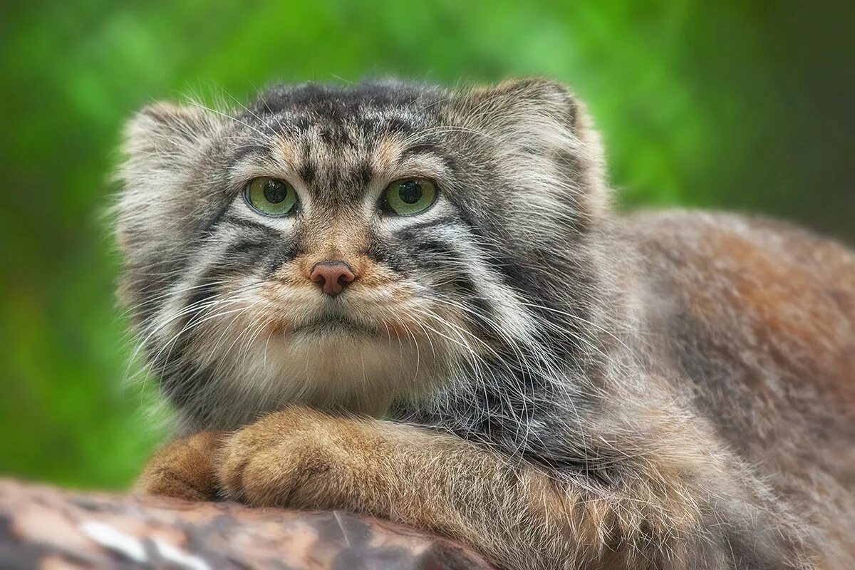 камышовый кот манул. кот манул. манул (палласов кот). манул забайкальский дикий кот. манул (палласов кот).