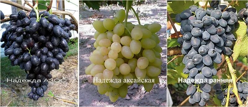 Виноград надежда ранняя описание сорта фото Виноград Надежда Азос купить в питомнике по цене 313 ₽ с доставкой по всей Рос