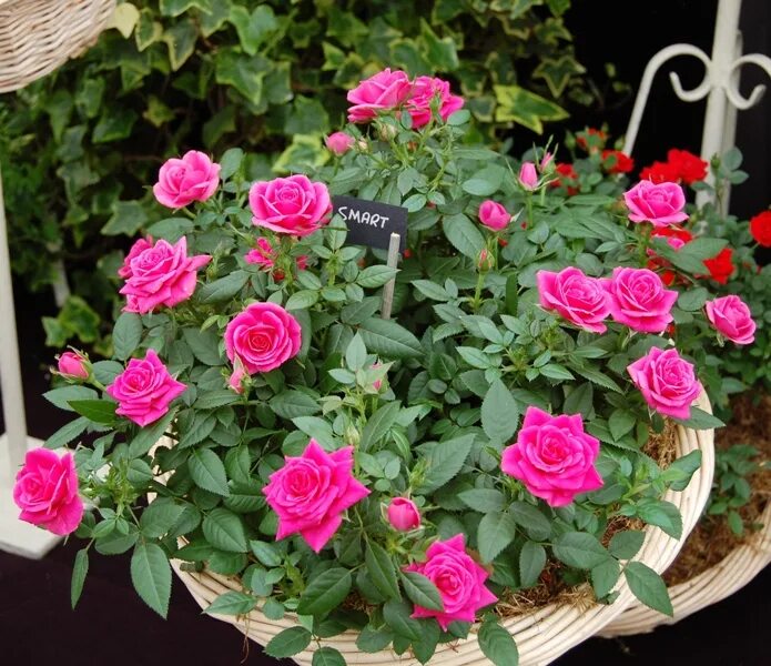 роза миниатюрная санмейд. роза санмейд (sunmaid). миниатюрные розы описание. миниатюрная роза характеристика. роза bigoudi.