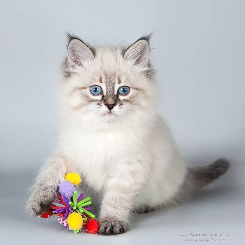 Невская маскарадная кошка с котятами. Котята породы невская маскарадная. Сибирская невская маскарадная кошка. Невская маскарадная кошка с котятами. Невская маскарадная кошка с котятами.