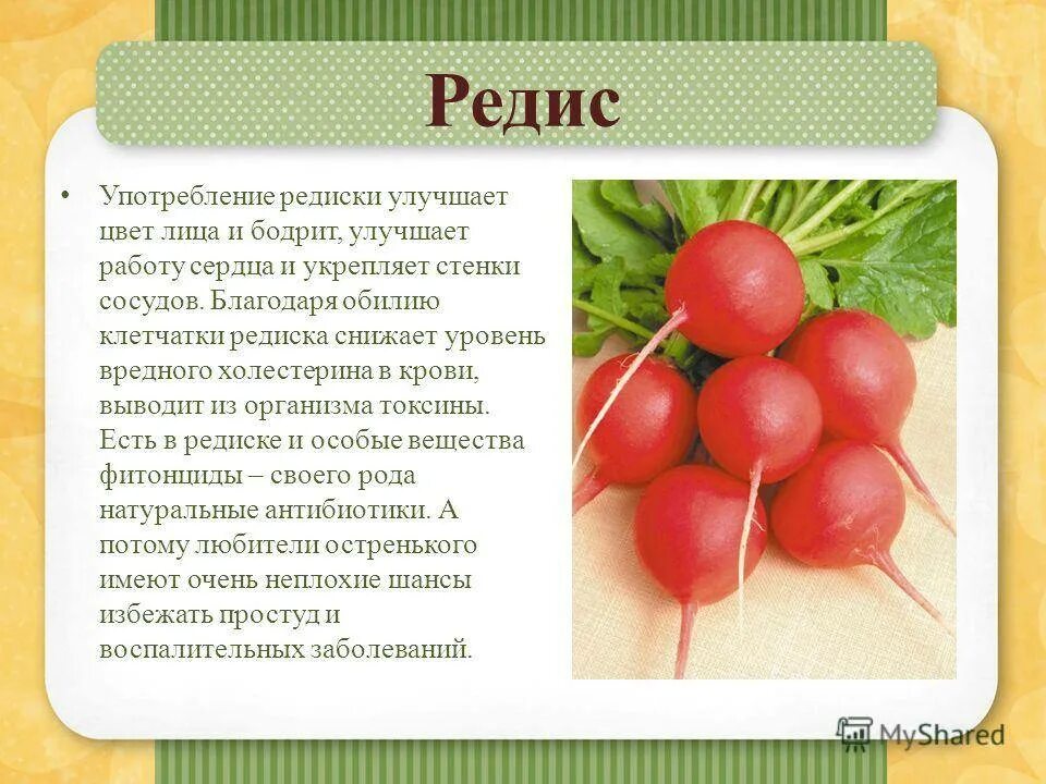 Можно ли редиску при диабете. Редиска. Полезные витамины в редиске. Редис польза. Редис описание характеристика.