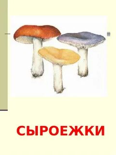 Сыроежки разбор по составу