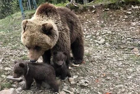 Где родители медведя