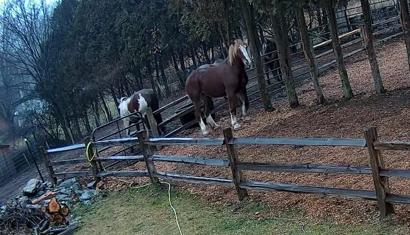 Horse come. Лошадь с морковкой. Сломанный забор. Две лошади. Конь в стойле.