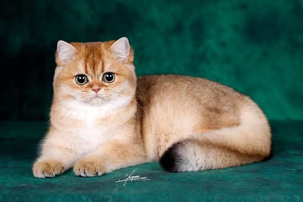 Британская Золотая шиншилла. Британская кошка Золотая шиншилла. Британская Золотая шиншилла Манчкин. Британский кот шиншилла золотистый. Шиншилла порода кошек цена