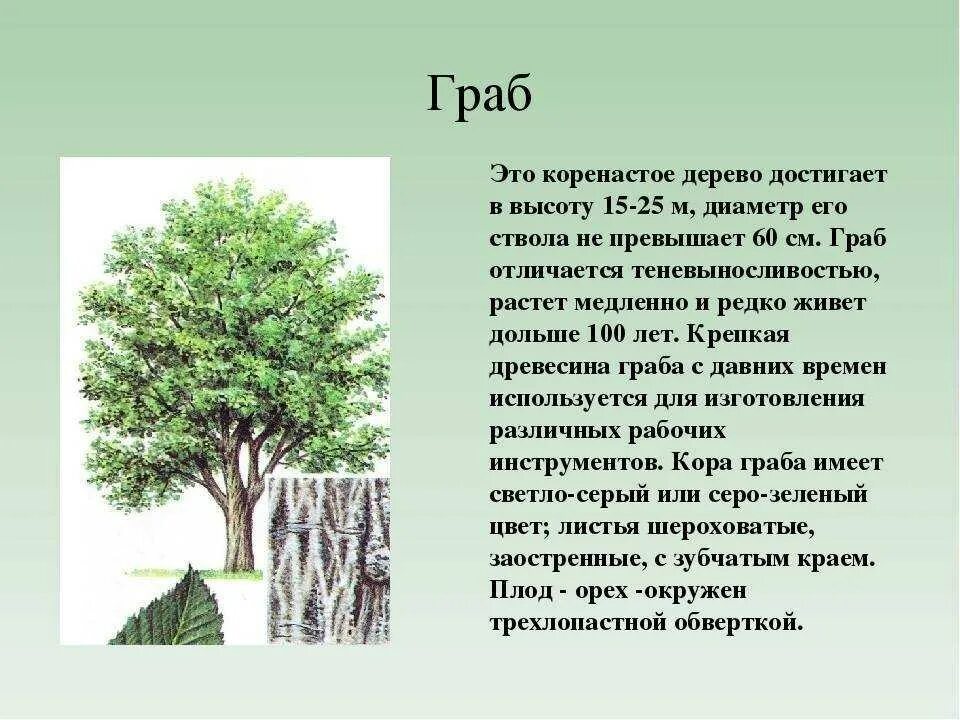 Описание дерева красиво. Граб обыкновенный дерево. Граб дерево описание. Дерево граб на Кубани. Граб редкое дерево.