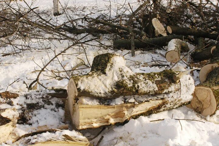 Упала на березку. Упавшая береза. Береза упала. Убитая береза.