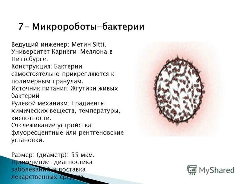 Почему под кронами тополей меньше микробов. Почему под кронами тополей меньше микробов