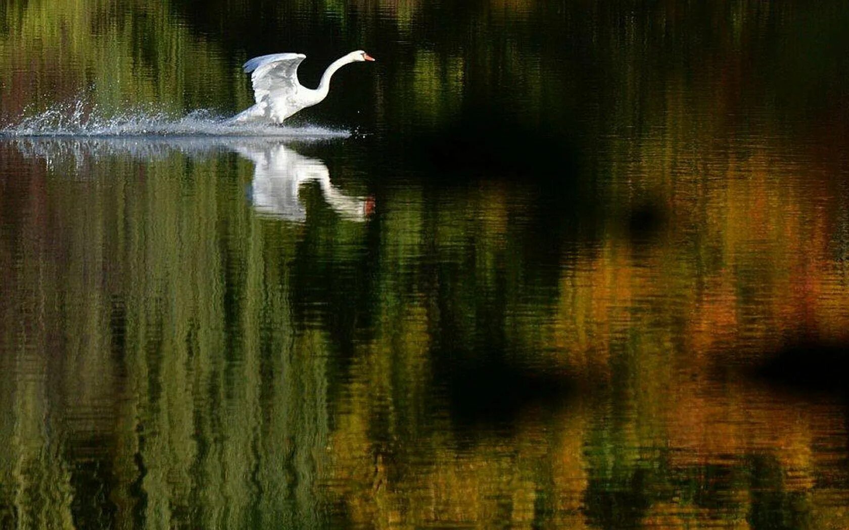 Лебедь взлетает. Отражение лебедя в воде. Лебеди на Лесном озере. Птицы над озером.