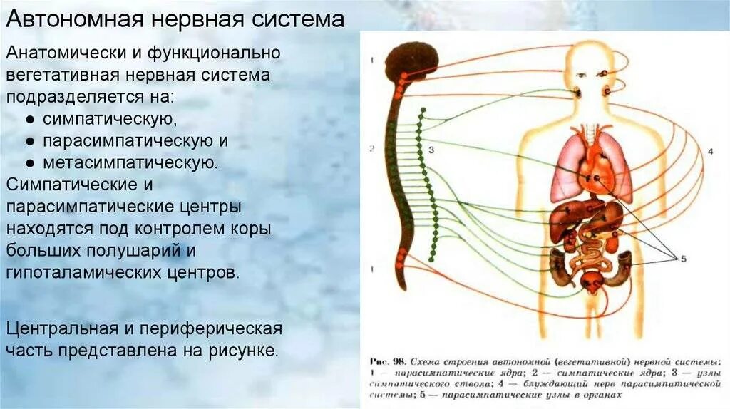 Функция вегетативной нервной системы является. Парасимпатический отдел вегетативной системы. автономная нервная система симпатическая и парасимпатическая схема. центры вегетативной нервной системы симпатическая нервная система. схема строения автономной вегетативной нервной системы.