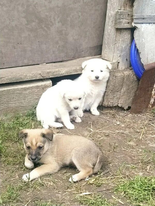 щенков привела. щенков привела. мама собака и ее щенок. лиски собака. щенков привела.