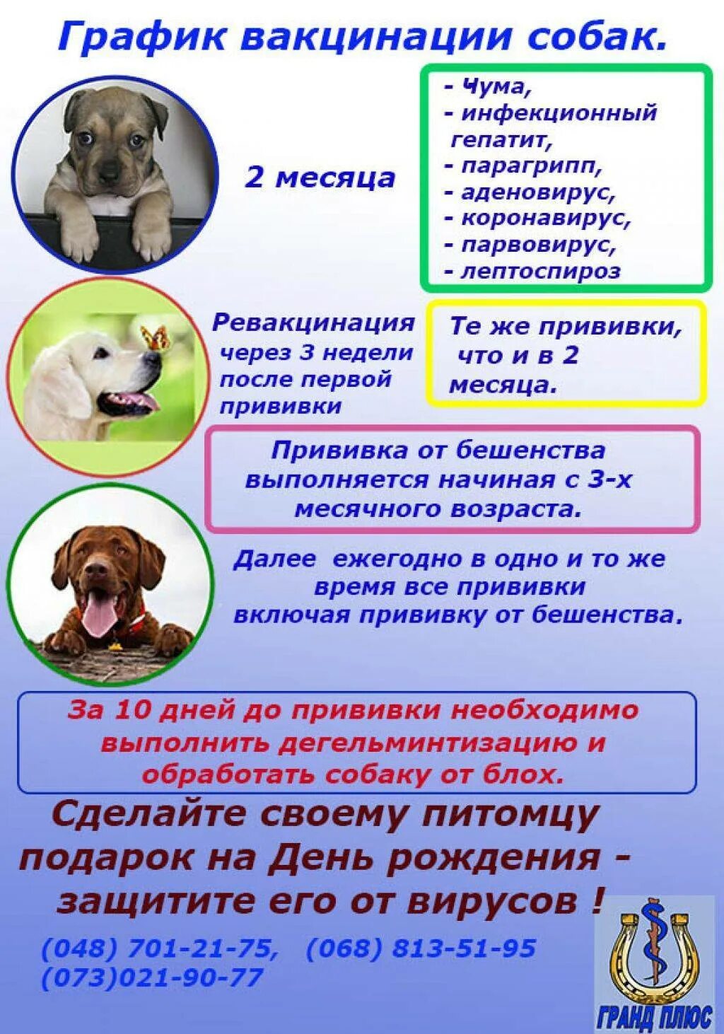 Какие прививки делают щенкам в месяц. Прививки для собак. вакцинация собак график. прививки для собак щенков. график прививркдля собак.