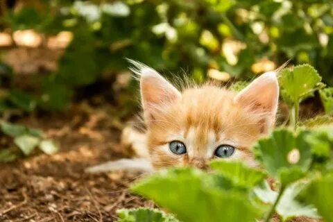 Ладно котенка