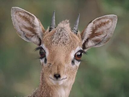 Ogzida dik bilan minal fotosuratlari