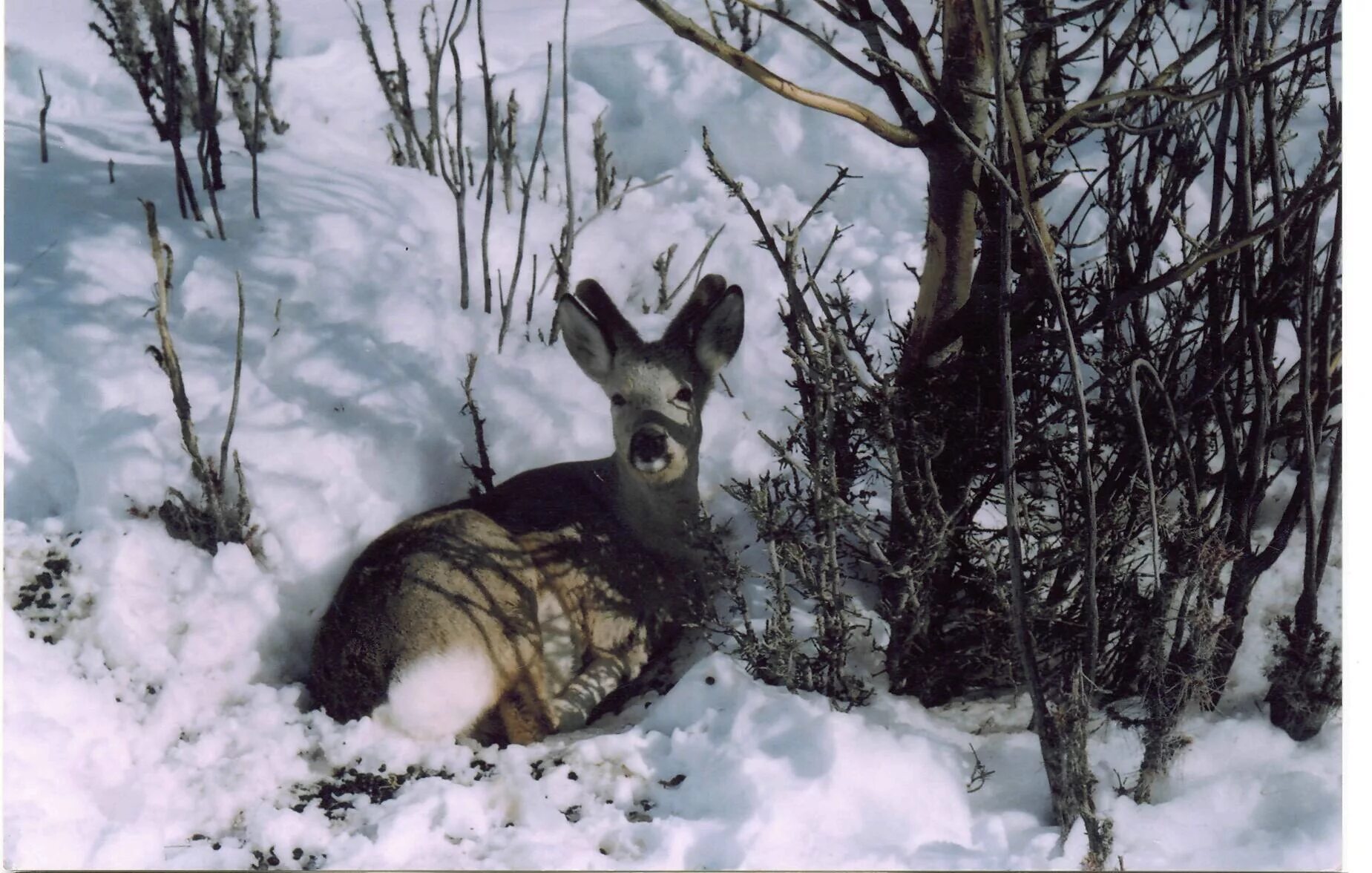 Зимний маршрутный учет животных по следам. Косуля сибирская в тайге. Косуля сибирская. Охота на косуль в волгоградской области лес. Стая кабанов бегут.